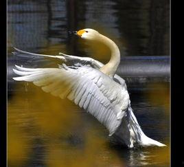 网红天鹅被打死了