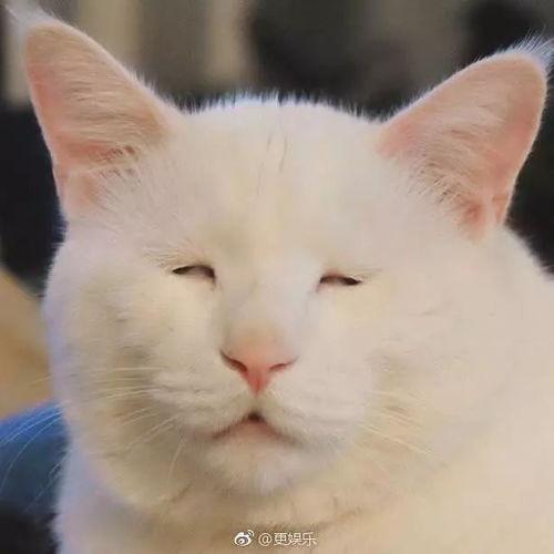 明星 像猫,揭秘明星们的“猫性”魅力